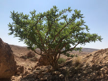 Load image into Gallery viewer, Frankincense: Pure Yemeni Grade 2