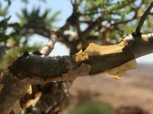 Load image into Gallery viewer, Frankincense: Pure Yemeni Grade 1